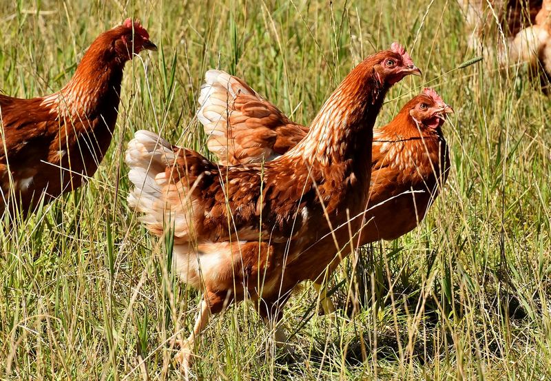 Parasites De La Poule Comment Traiter Ses Poules Et Son Poulailler