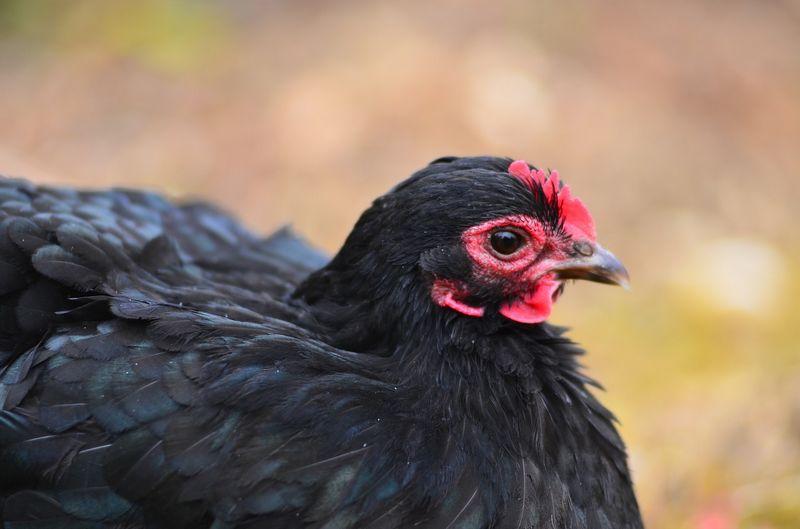 Maladies Des Poules Comment Les Reconnaitre Et Les Soigner