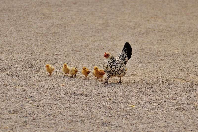 Comment Bien Choisir Votre Couveuse à Oeufs