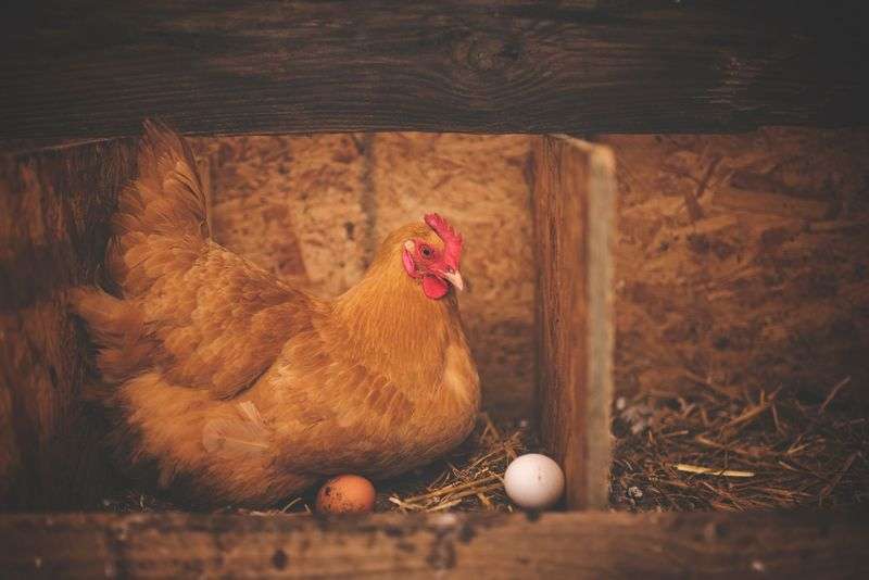 Faut Il Aménager Son Poulailler Pour Protéger Les Poules En Hiver