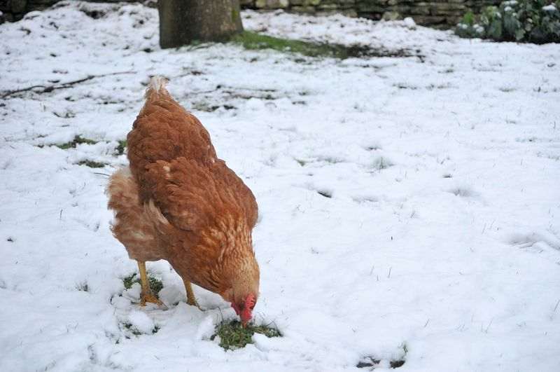 Faut Il Aménager Son Poulailler Pour Protéger Les Poules En Hiver